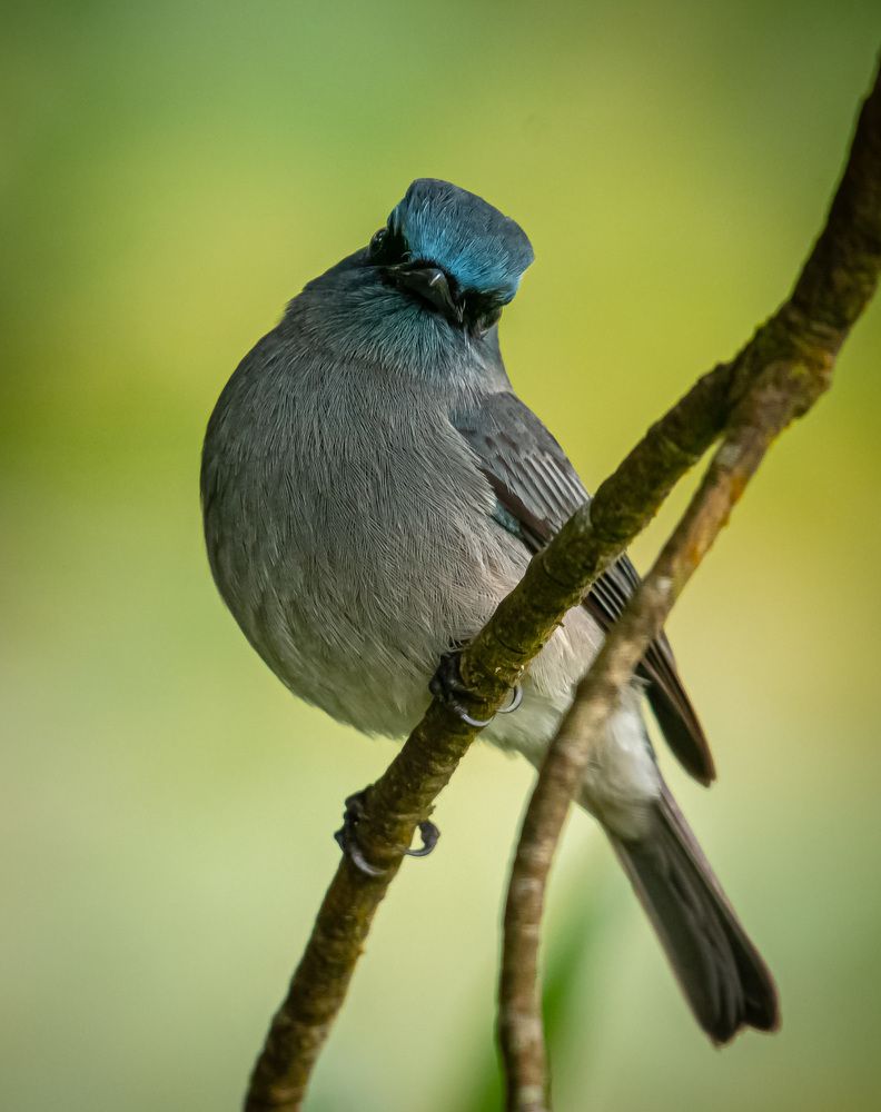 Photograph by Sampath Perera