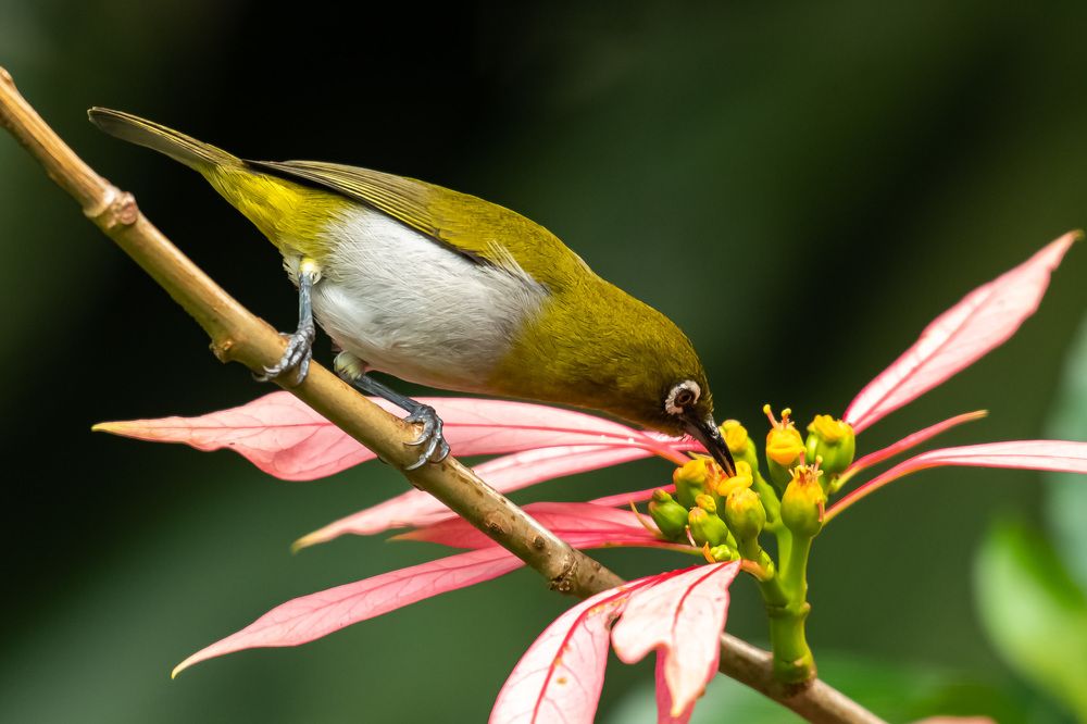 Photograph by Sampath Perera
