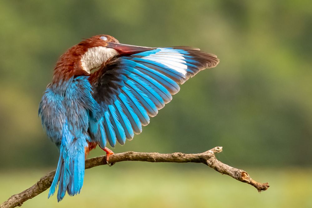 Photograph by Sampath Perera