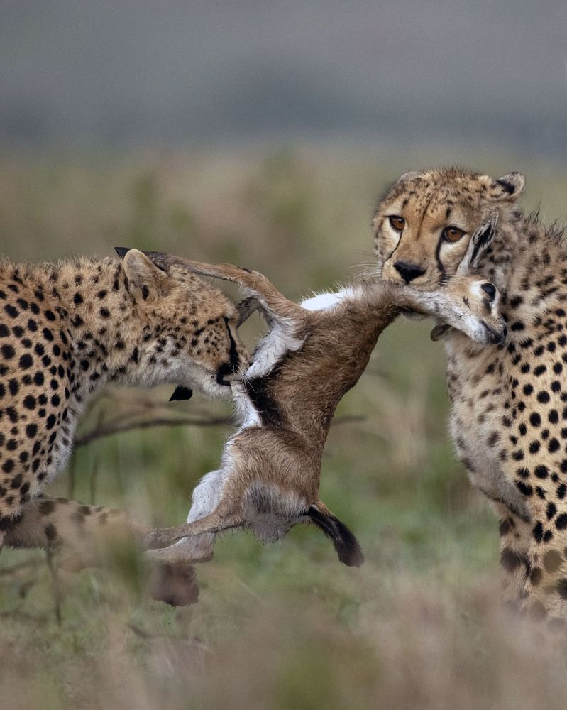 Photograph by Rino Suren