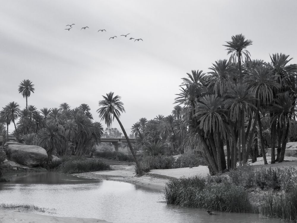 Algerian Oasis