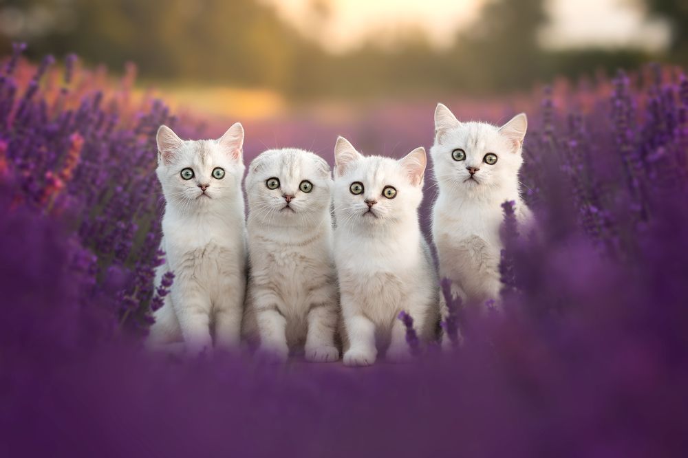 Photograph by Veronika Blažeková