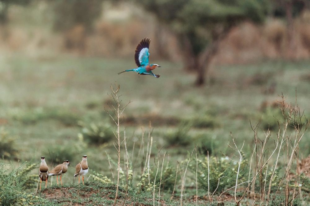 Photograph by Rino Suren