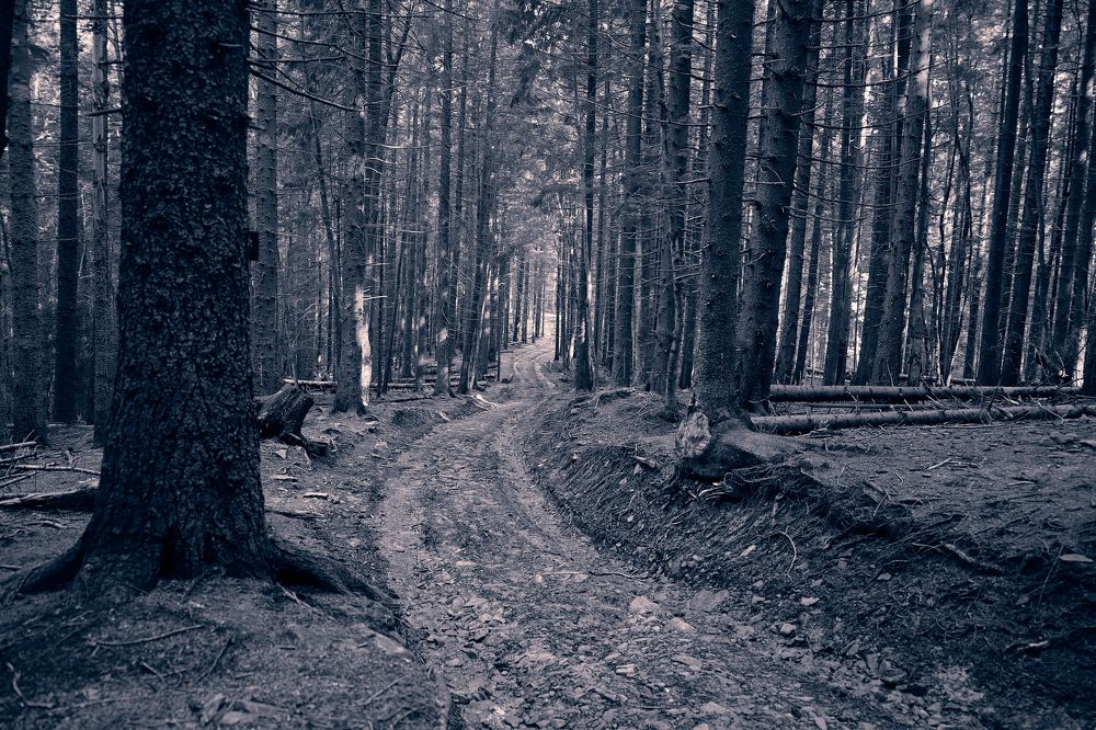 Photograph by Александр Серняк