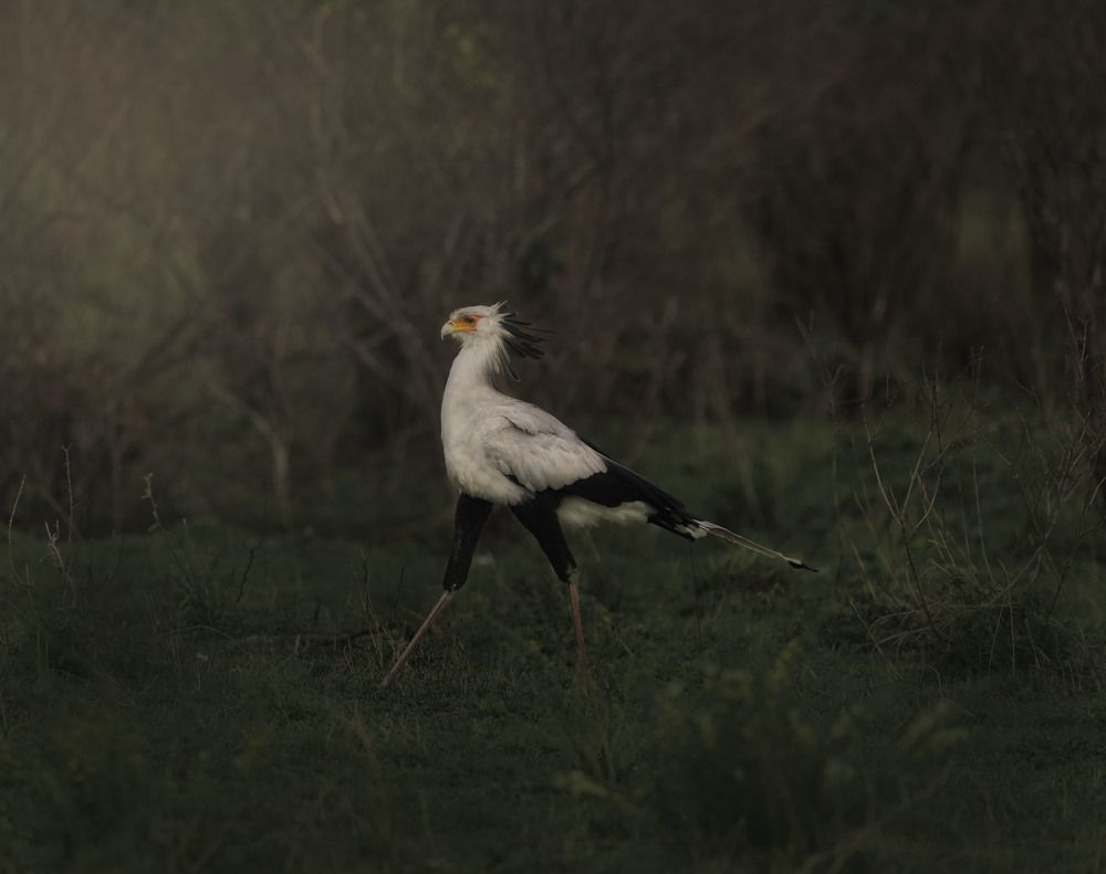 Photograph by Rino Suren