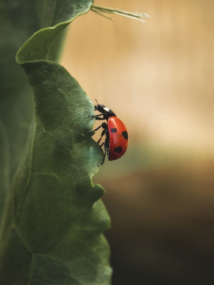 Photograph by Сергей Аксёнов