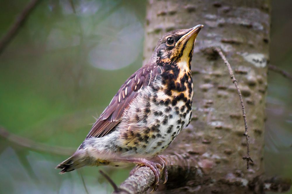 Photograph by Ильдар Шангараев