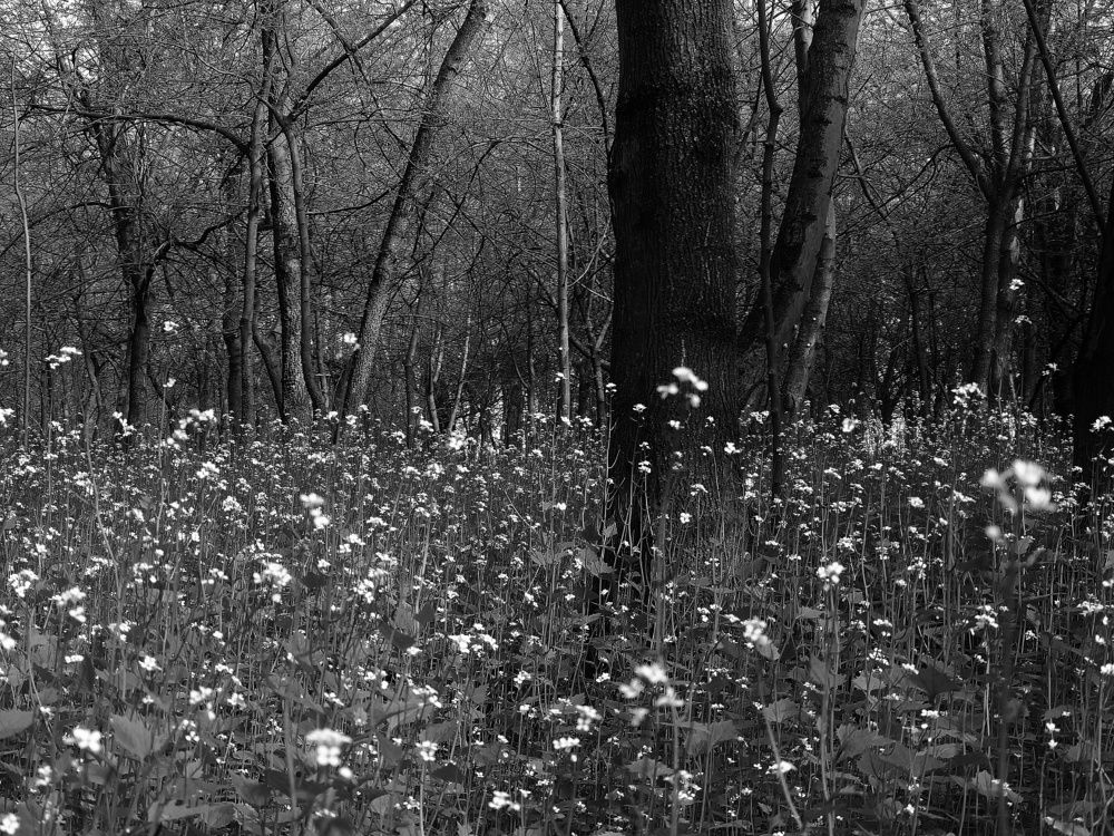 Photograph by Angelo Sab