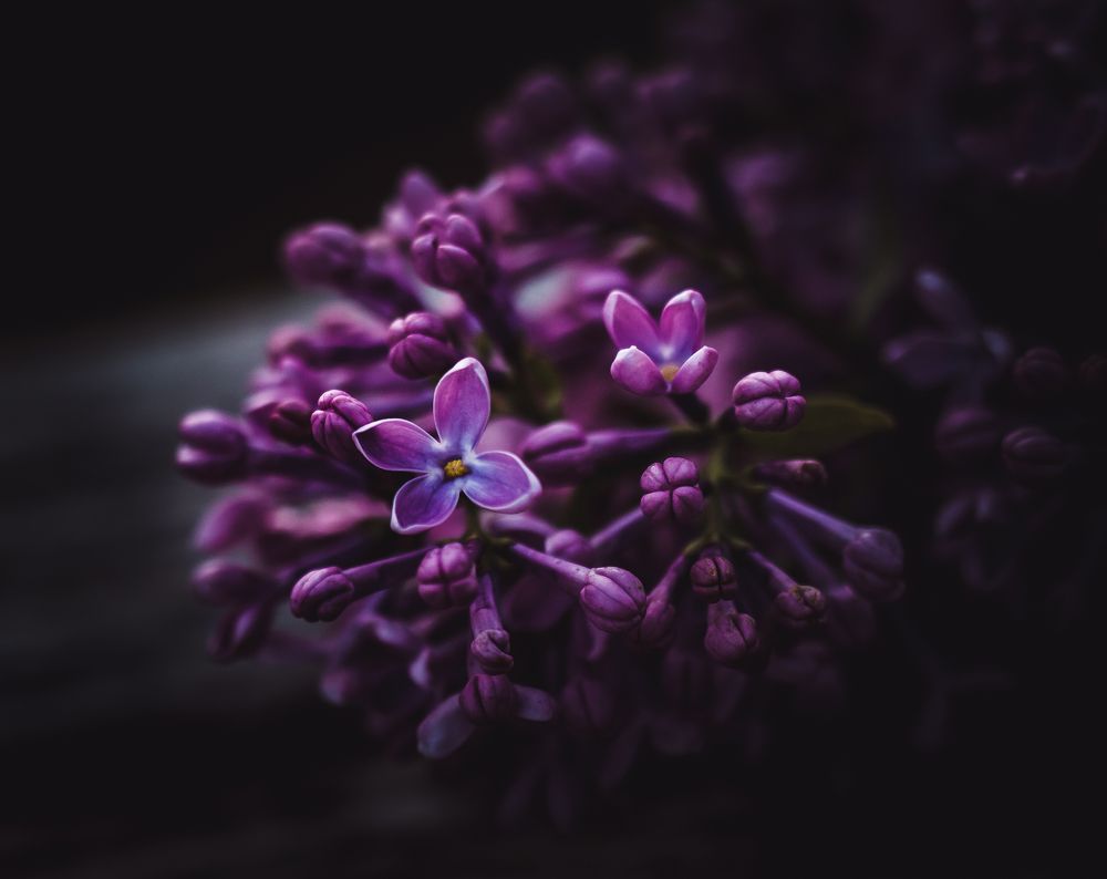 Сирени цвет