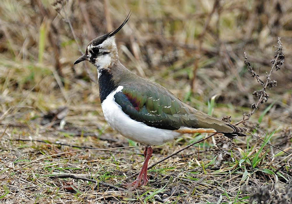 У дороги чибис...