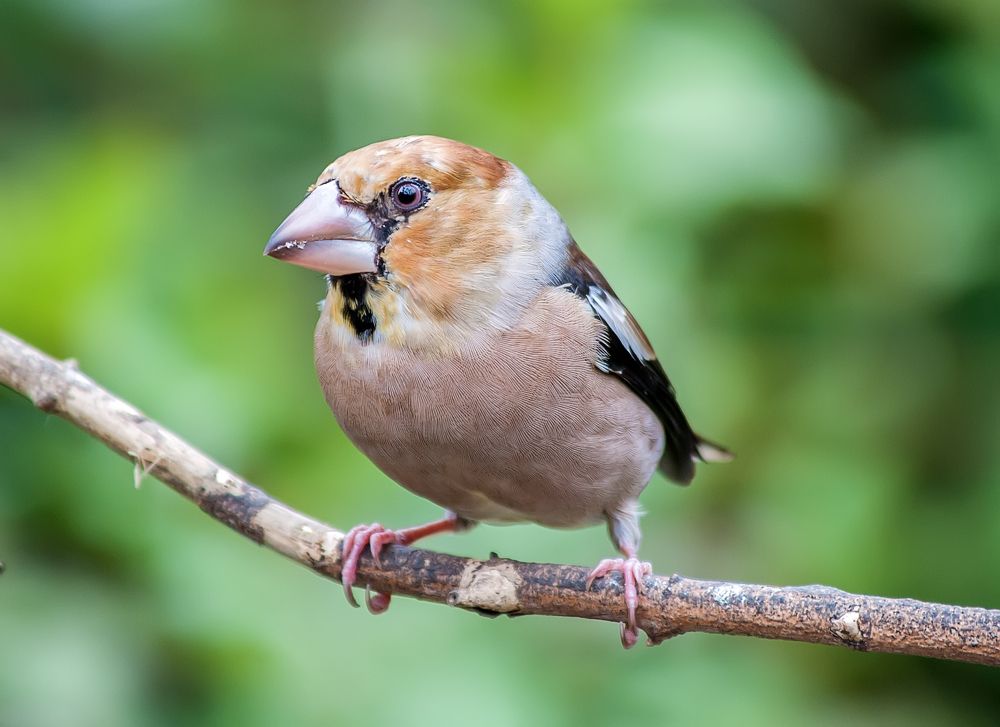 Photograph by Ольга Дядченко