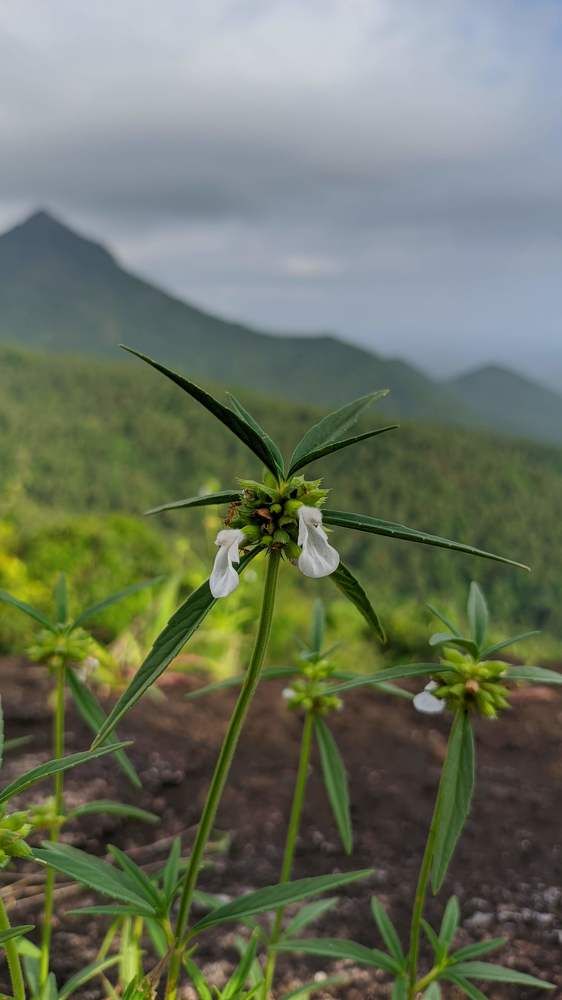Photograph by Athul Babu k p