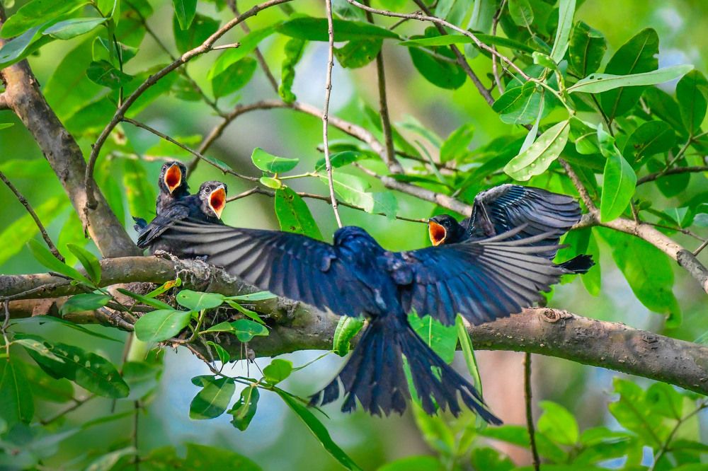 Photograph by Mitali Deb