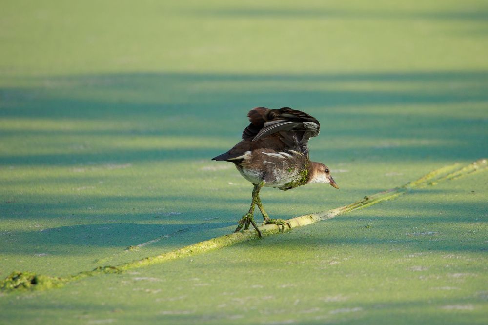 Photograph by Инна Корнеева