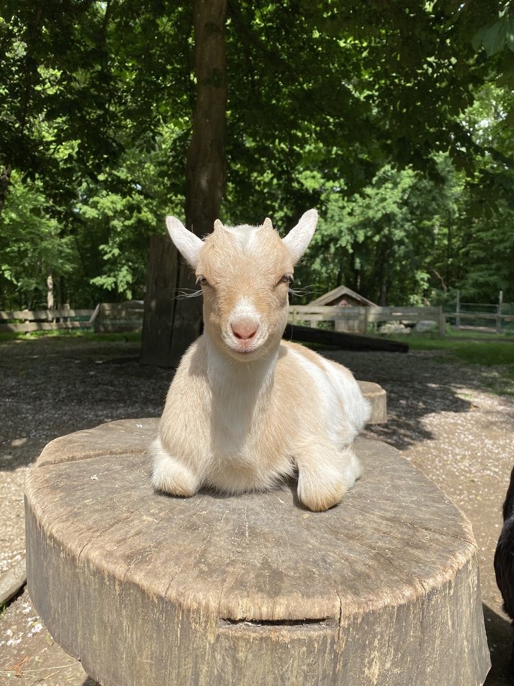 Фотография автора Ramin Ismayilov