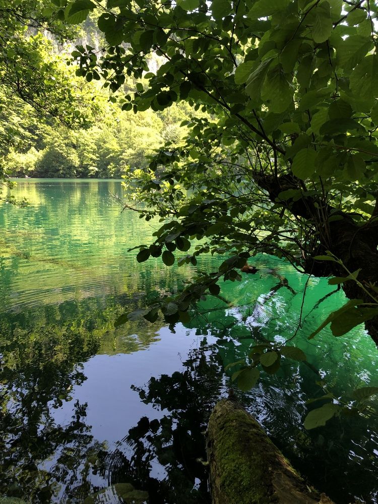 Forest and waterfall