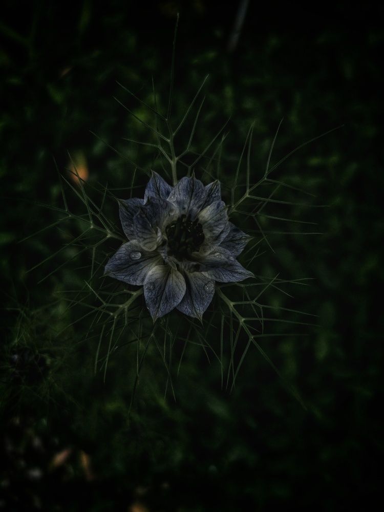 nightbeauty