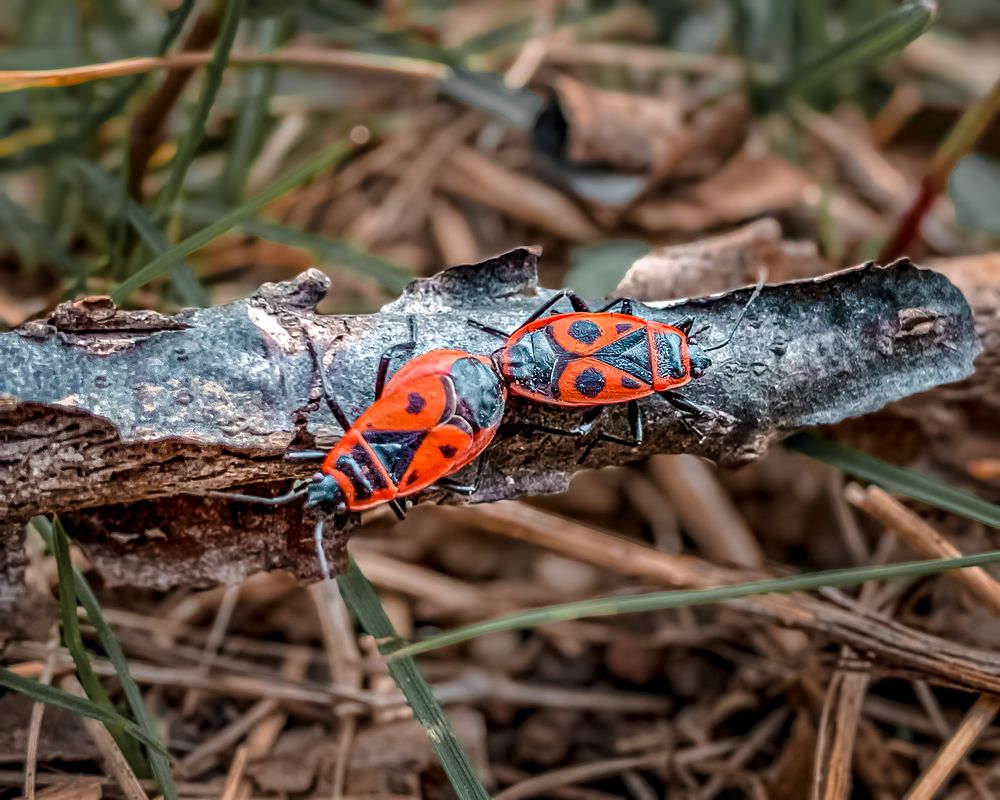 Photograph by T.Ю. Гринько