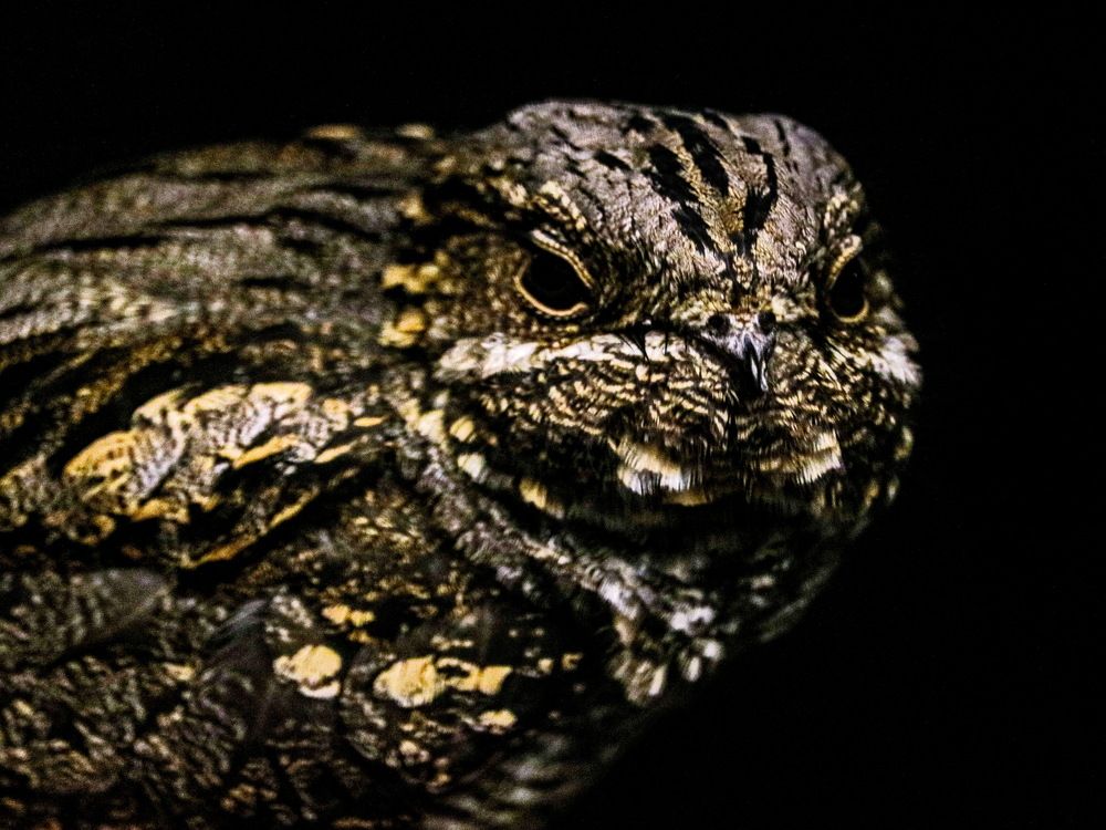 Caprimulgus europaeus