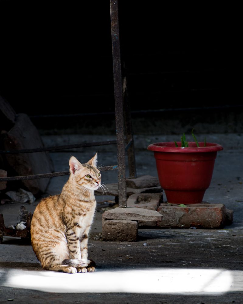 Photograph by Amit Singla