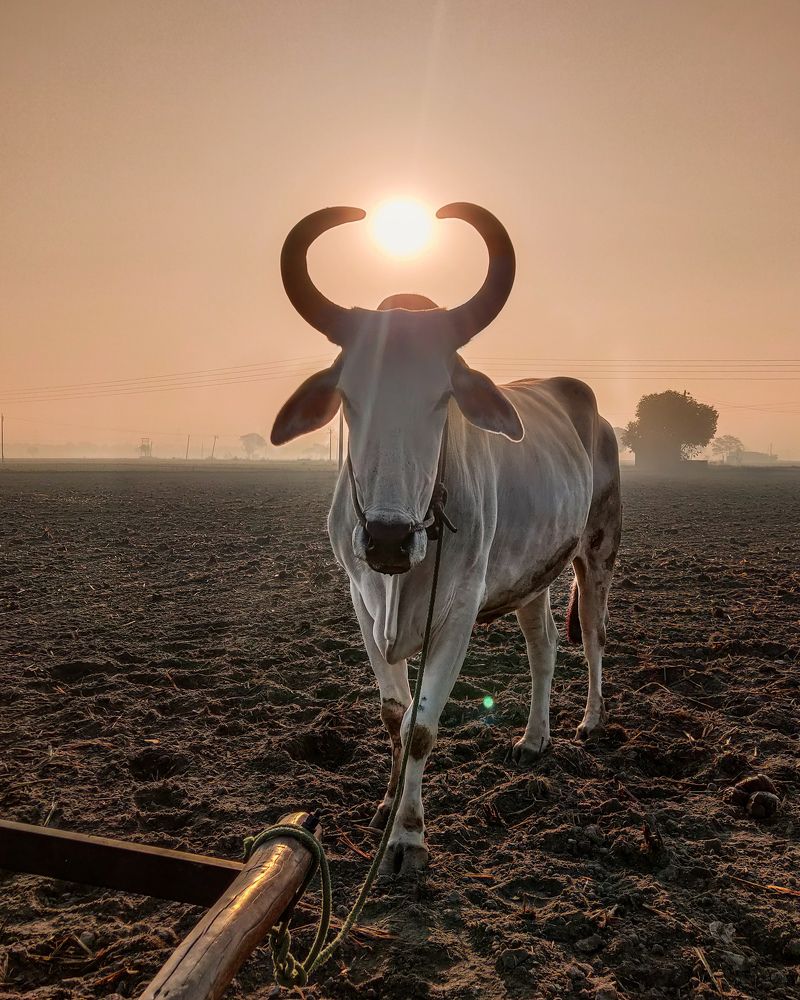 Photograph by Amit Singla