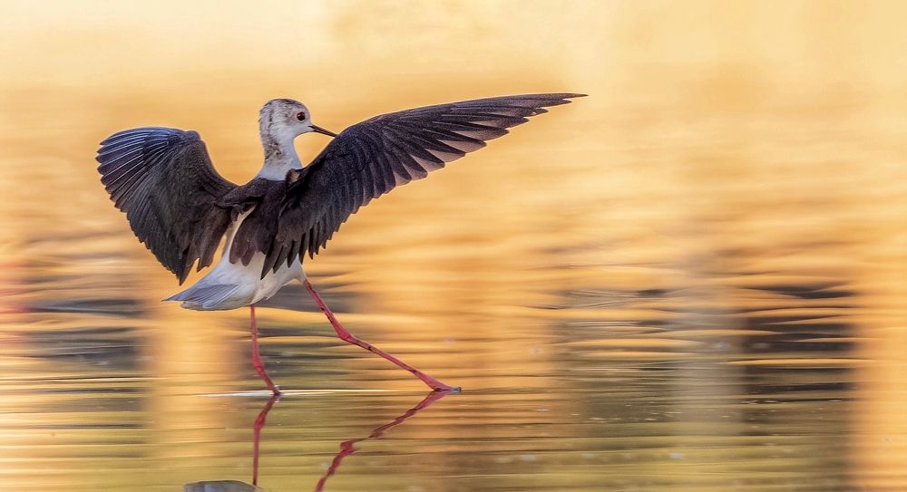 Photograph by Anas Fathi