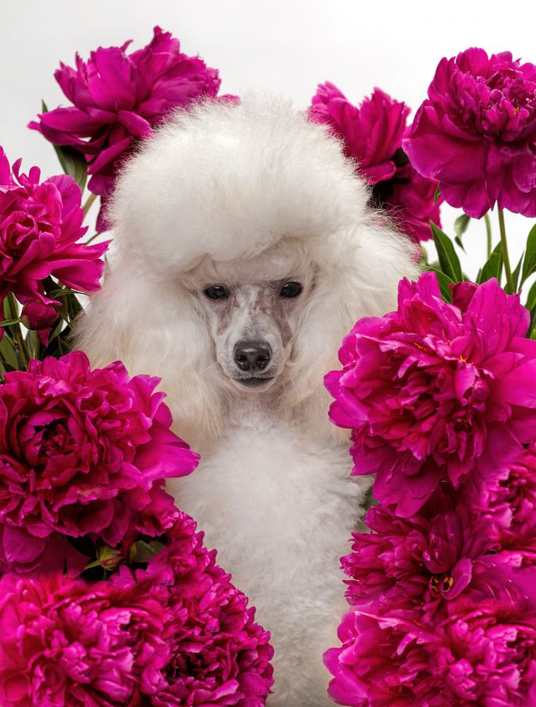 Photograph by Анна Мандрикян