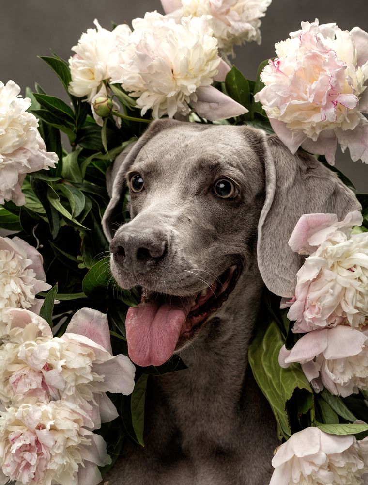 Photograph by Анна Мандрикян