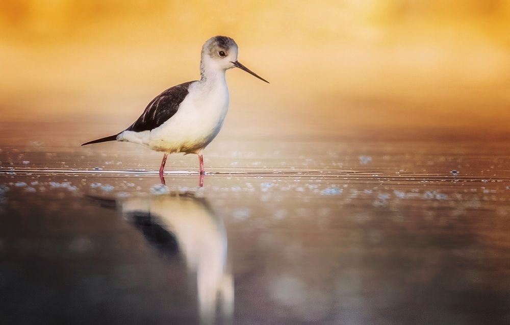 Photograph by Anas Fathi