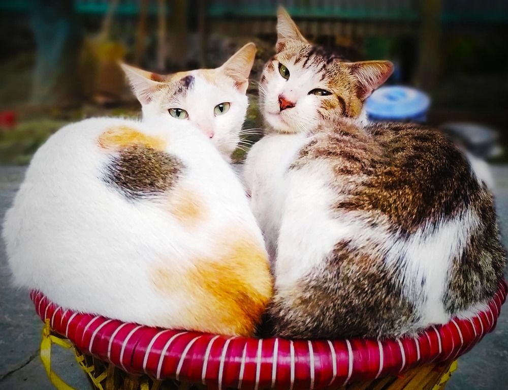 Photograph by Md. Shohrab Hossain