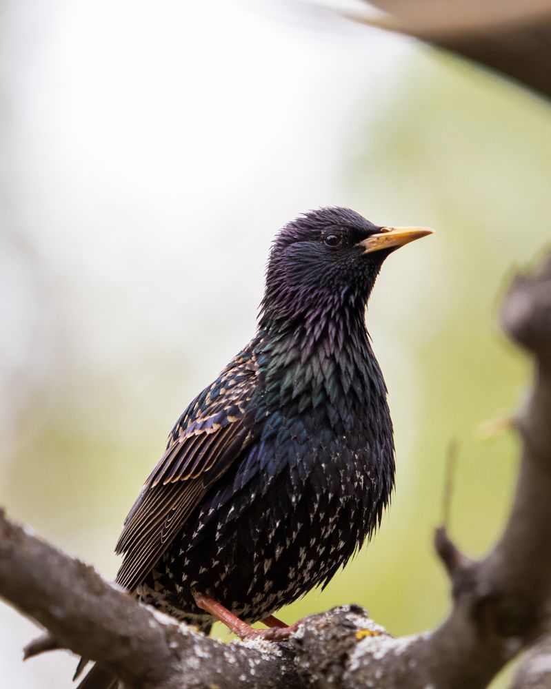 Photograph by Николай Шарлай