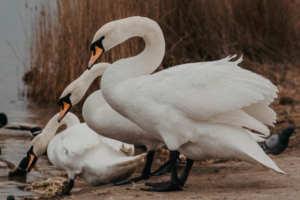 Photograph by Ольга Солодилова