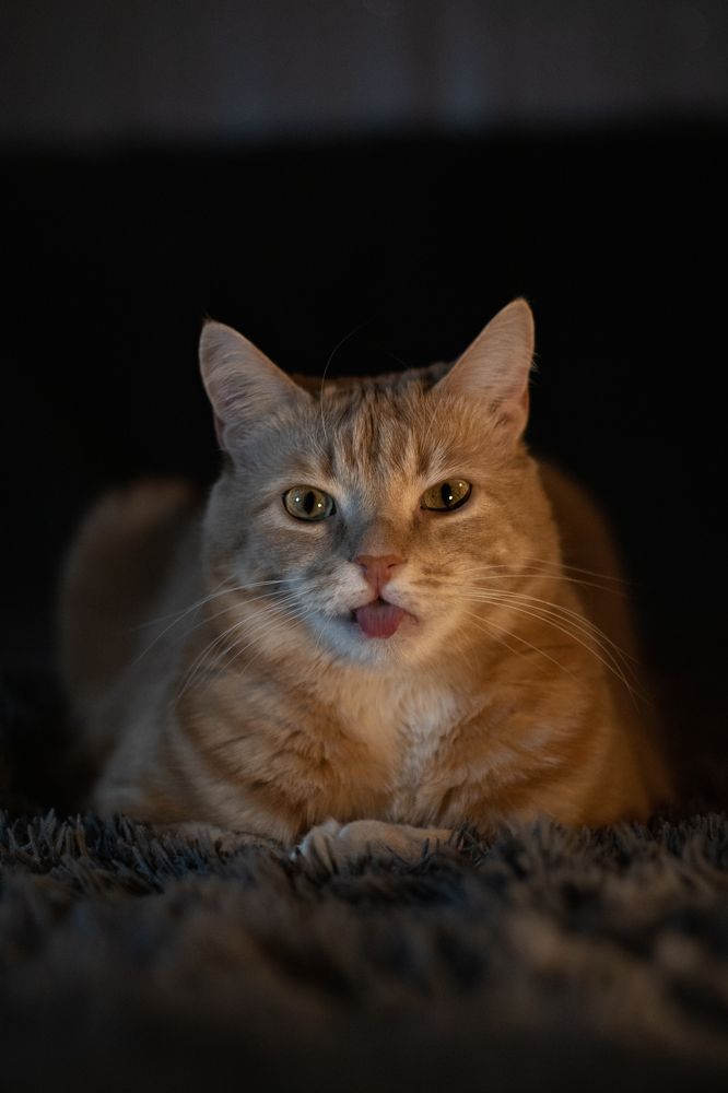 Забавный кот