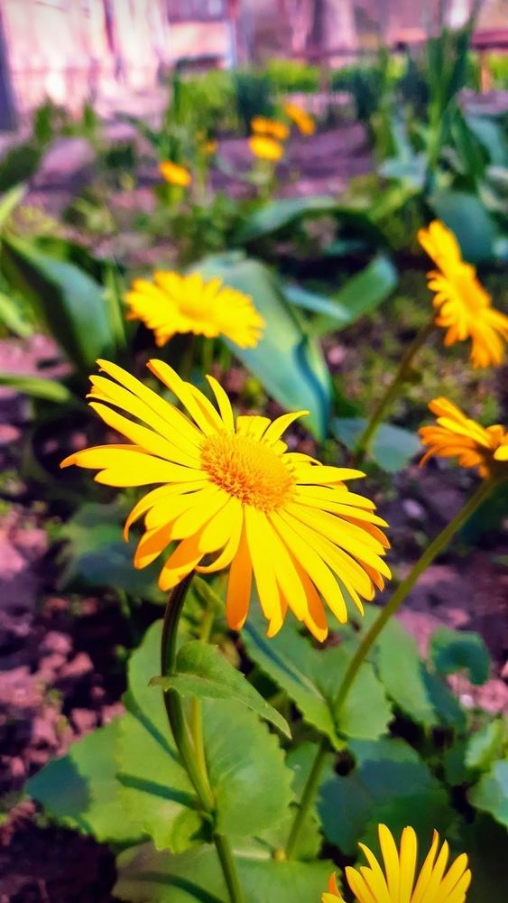 Photograph by Аліса Чарівна