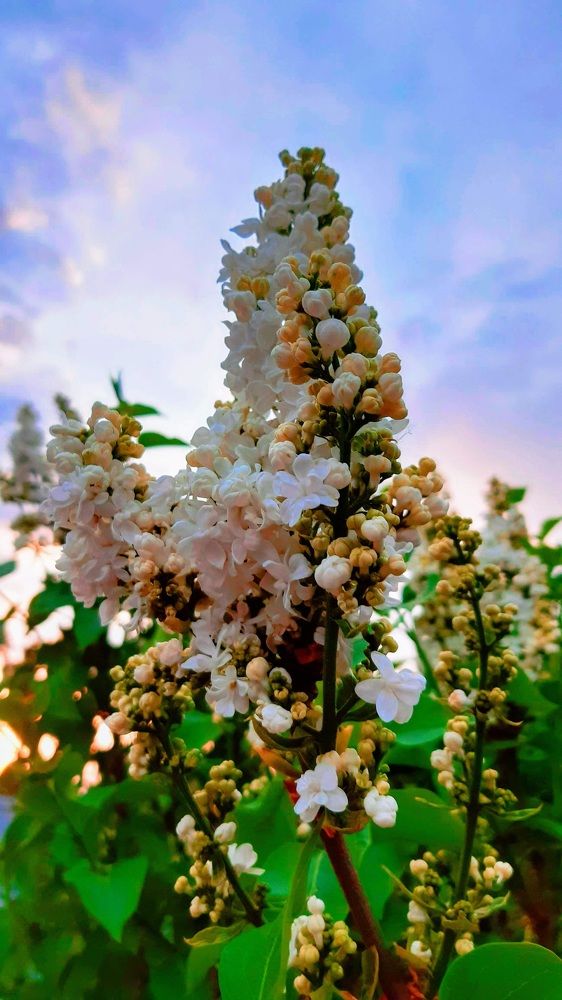 Photograph by Аліса Чарівна