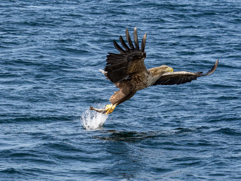 White tailed eagle