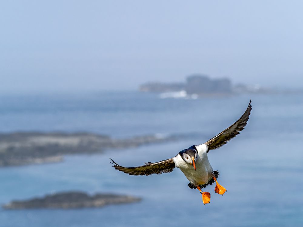 Puffin coming in to land