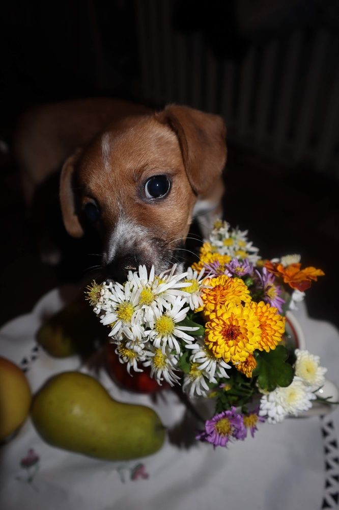 Photograph by Аліса Чарівна