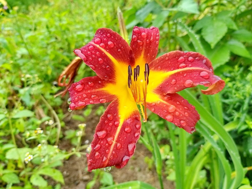 Цветочек в дожде