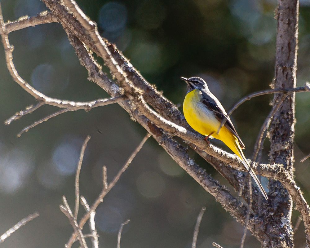 Горная трясогузка