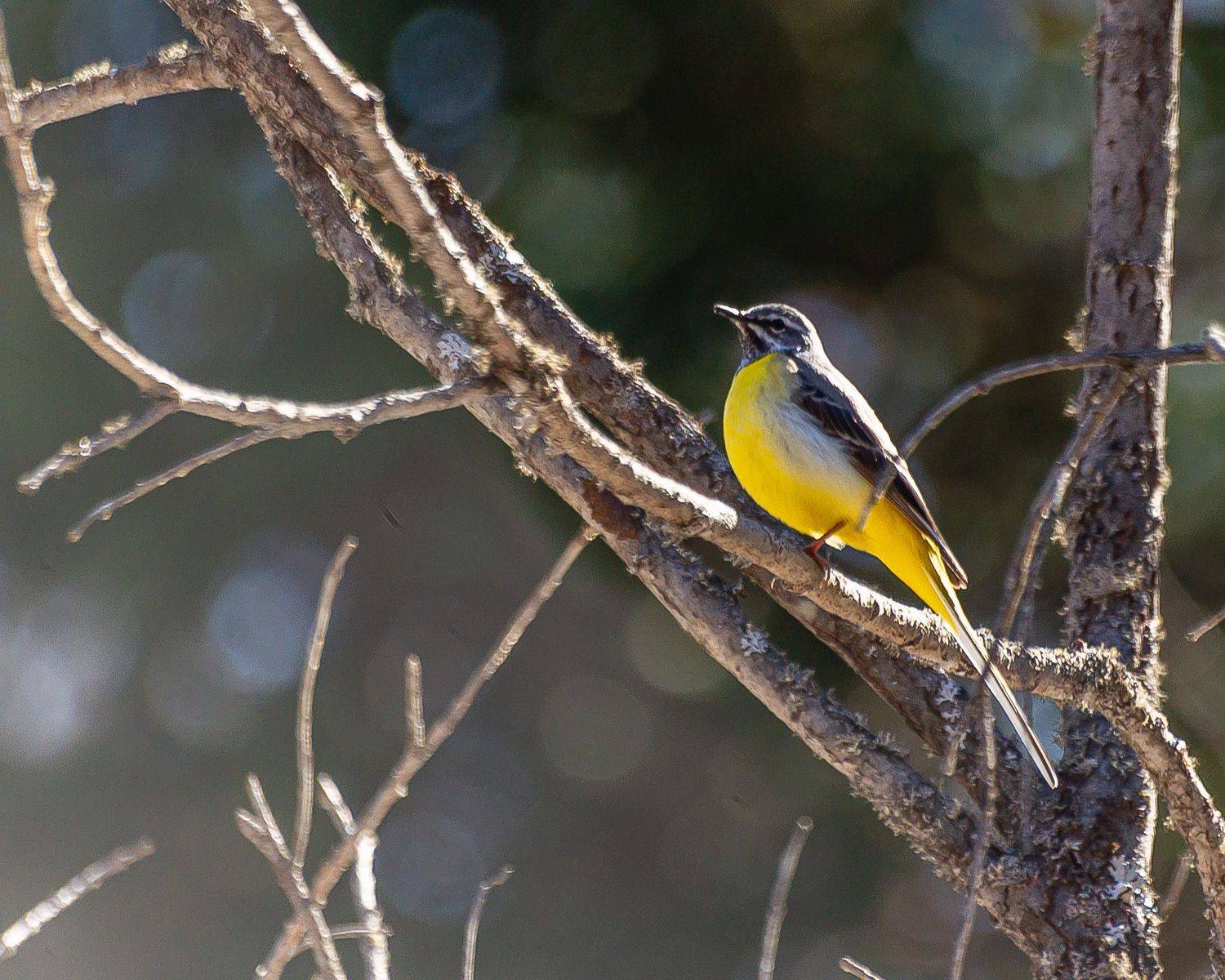 Горная трясогузка