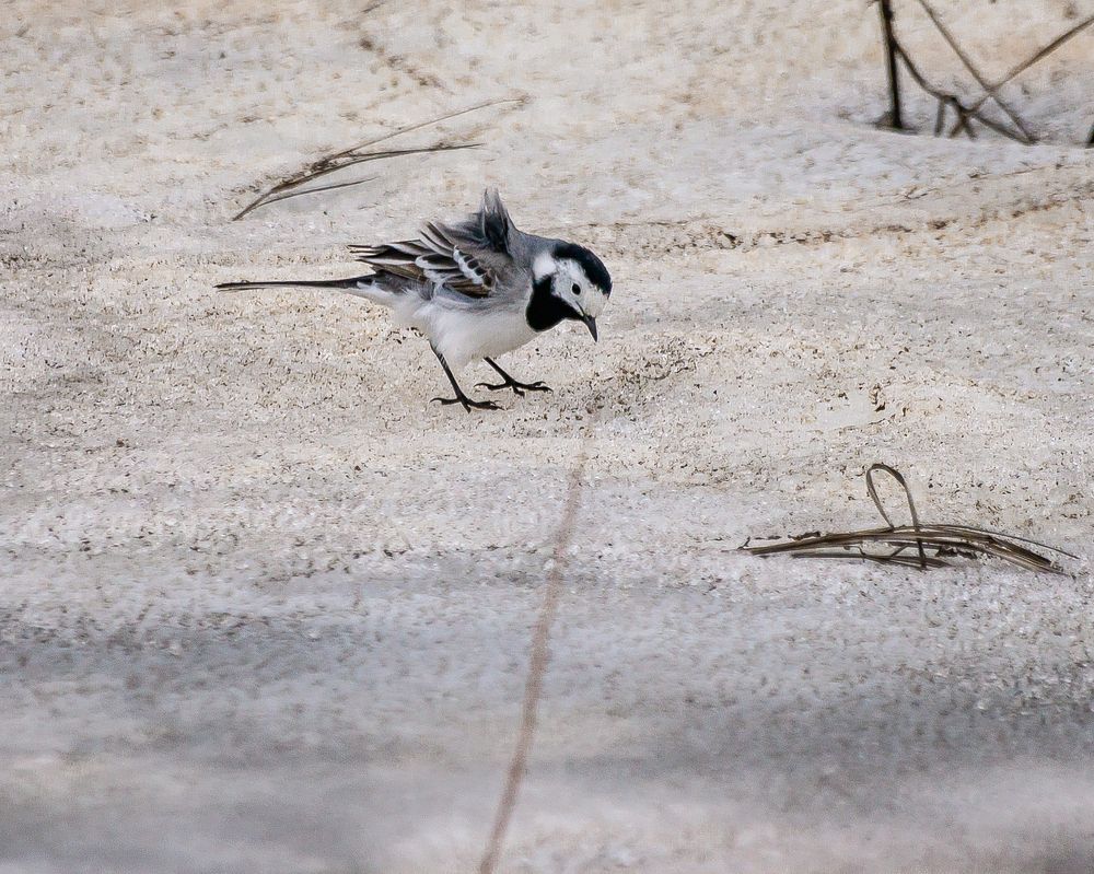 Трясогузка