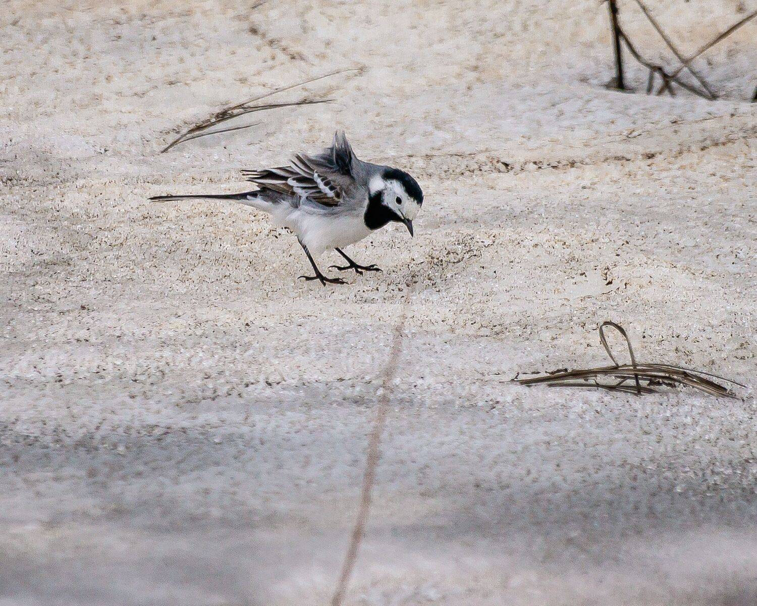 Трясогузка