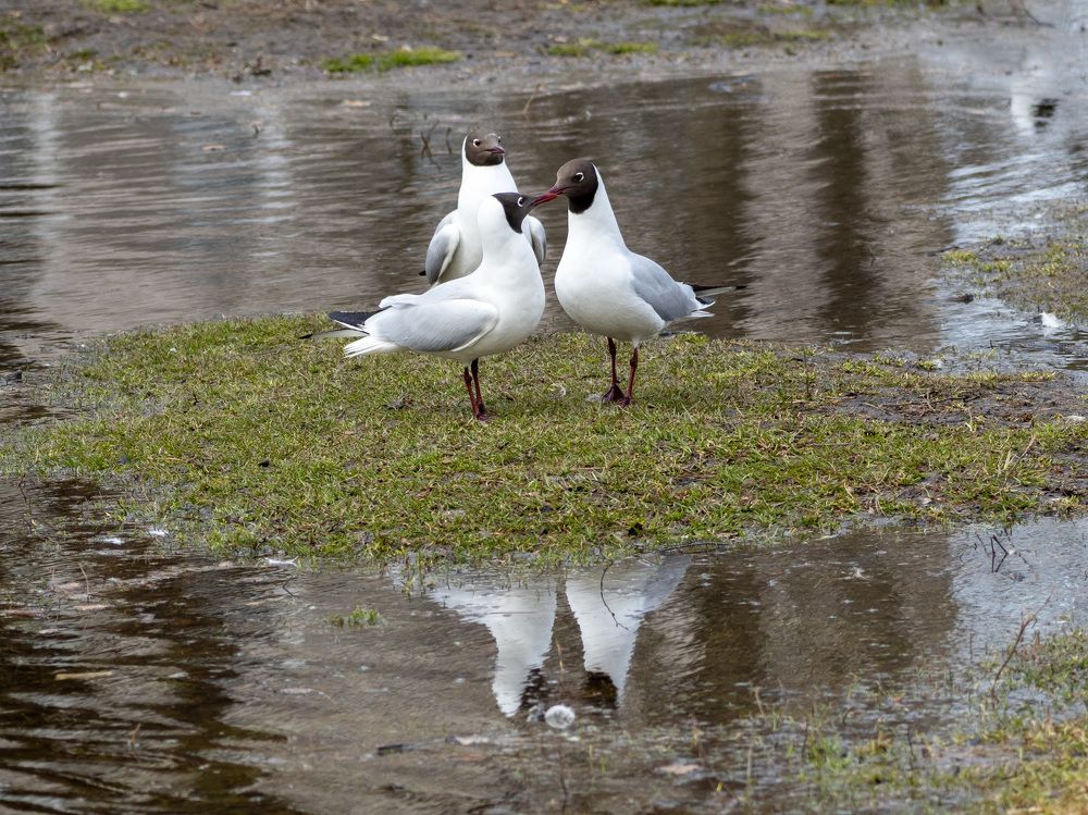 Photograph by Леонид Самойлов