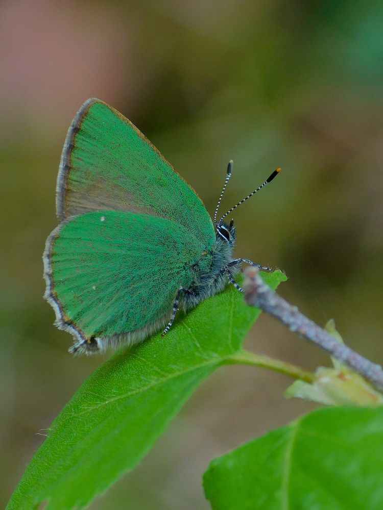 Green hairstreak