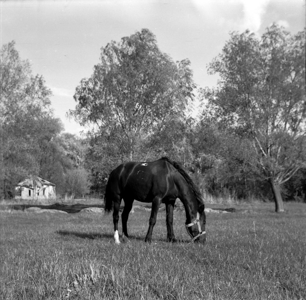 Photograph by Максим Покидышев
