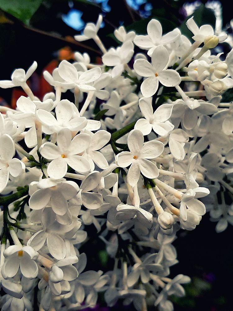 Photograph by Оксана Антипова