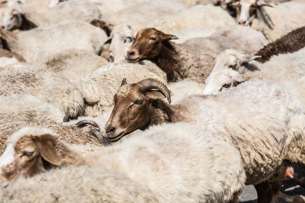 Photograph by Фирдаус Карипова