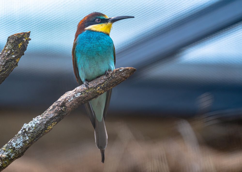 Photograph by Klaus Tesching