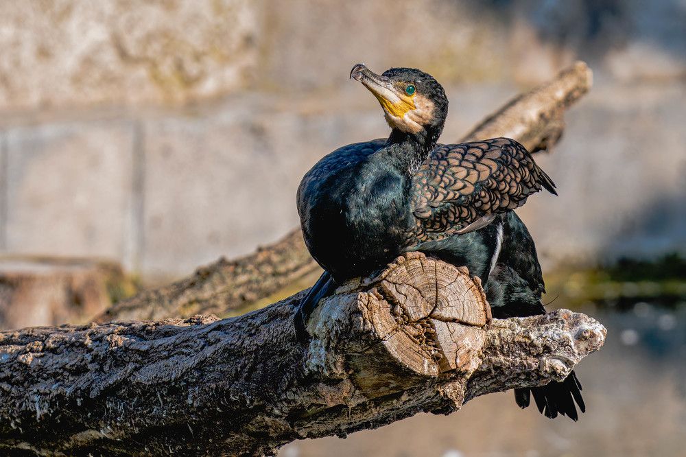 Photograph by Klaus Tesching